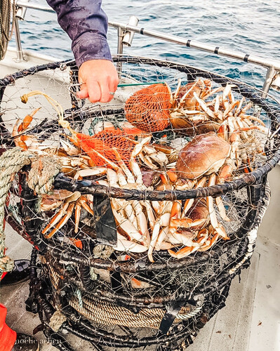 Dungeness crab