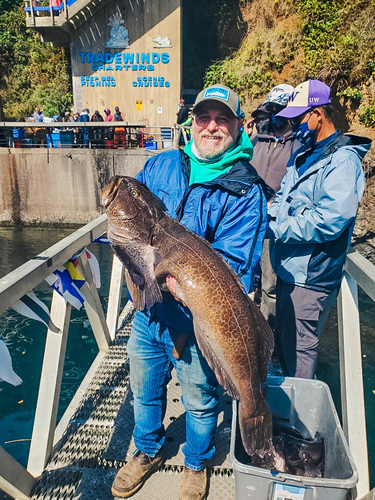 Ling Cod